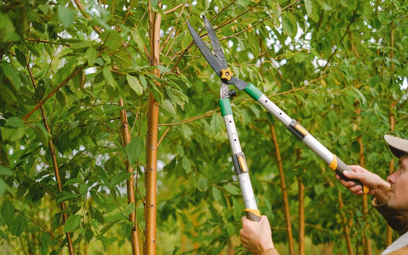 Tree trimming in Cornelius, OR